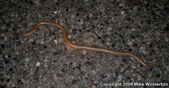 Northern Rubber Boa (Charina bottae)