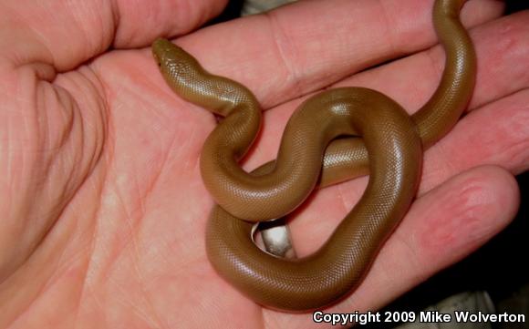 Northern Rubber Boa (Charina bottae)