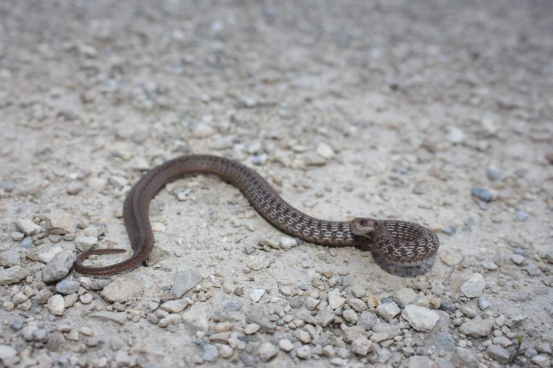 Texas Brownsnake (Storeria dekayi texana)