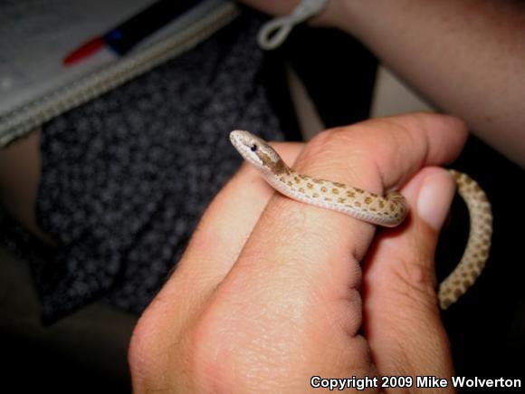 Desert Nightsnake (Hypsiglena chlorophaea deserticola)