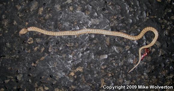 Desert Nightsnake (Hypsiglena chlorophaea deserticola)