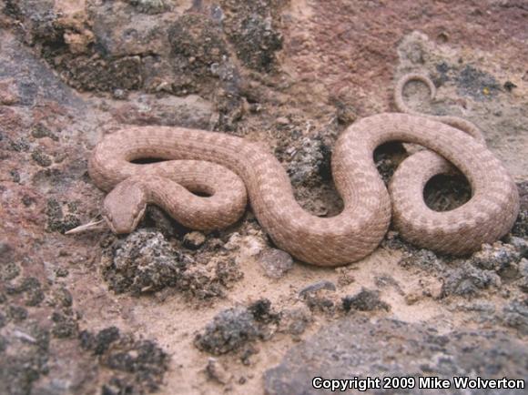 Desert Nightsnake (Hypsiglena chlorophaea deserticola)