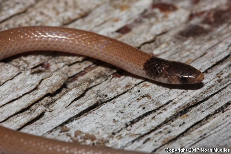 Central Florida Crowned Snake (Tantilla relicta neilli)