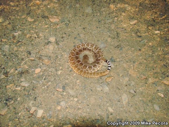 Red Diamond Rattlesnake (Crotalus ruber ruber)