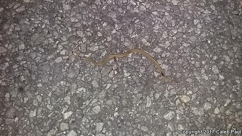 Texas Brownsnake (Storeria dekayi texana)