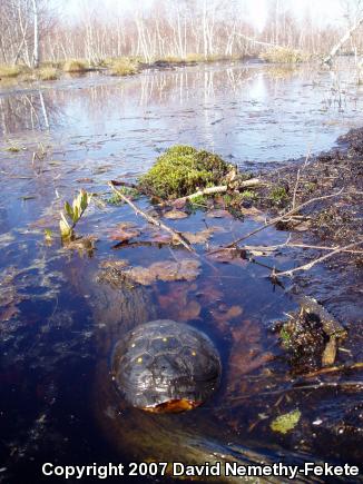 Spotted Turtle (Clemmys guttata)