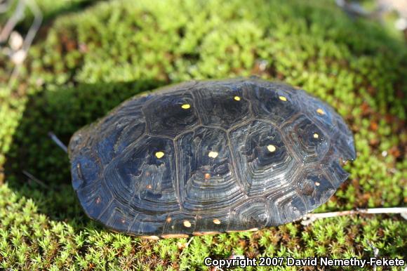 Spotted Turtle (Clemmys guttata)