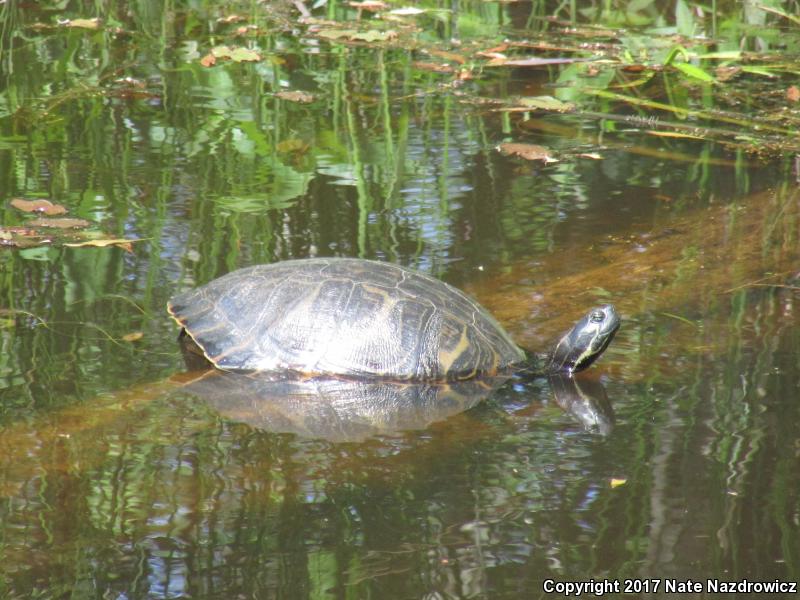 Coastal Plain Cooter (Pseudemys concinna floridana)