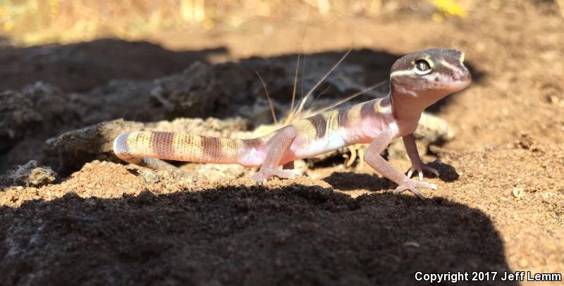 San Diego Banded Gecko (Coleonyx variegatus abbotti)