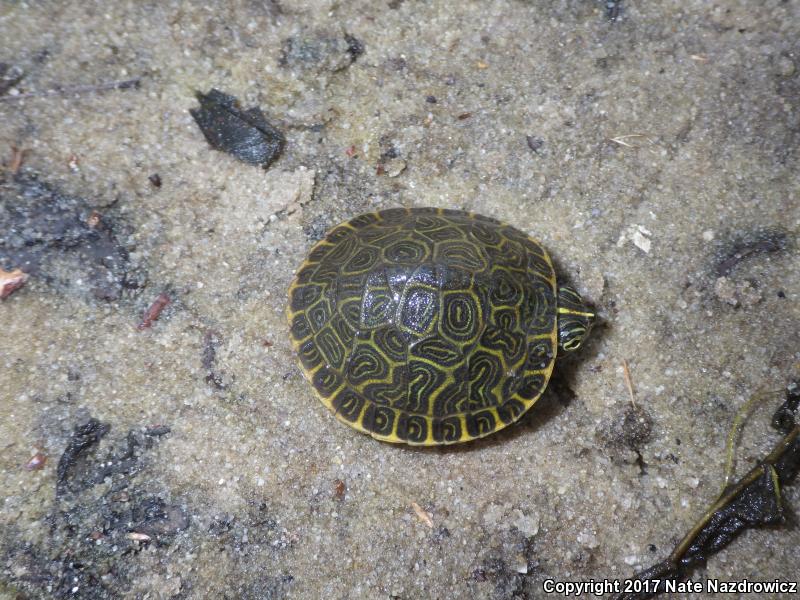 Coastal Plain Cooter (Pseudemys concinna floridana)