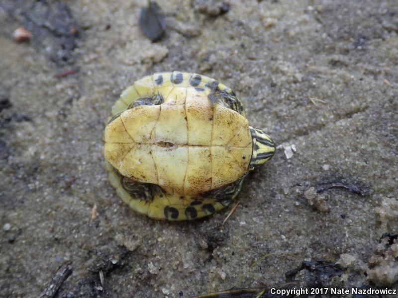 Coastal Plain Cooter (Pseudemys concinna floridana)