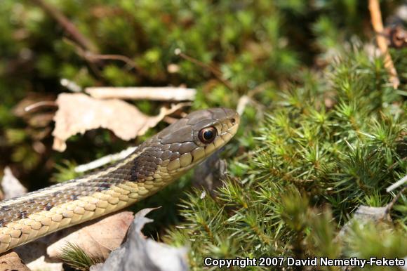 Eastern Gartersnake (Thamnophis sirtalis sirtalis)