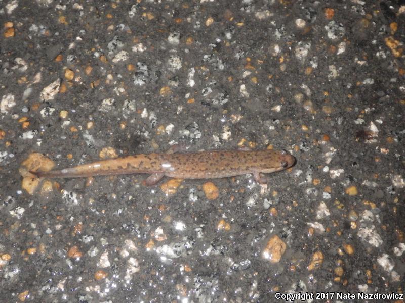 Southern Dusky Salamander (Desmognathus auriculatus)