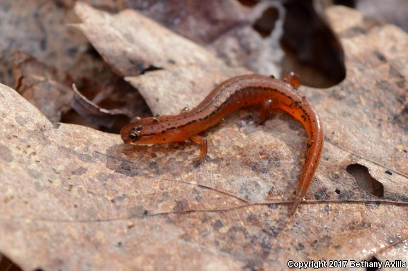 Blue Ridge Two-lined Salamander (Eurycea wilderae)