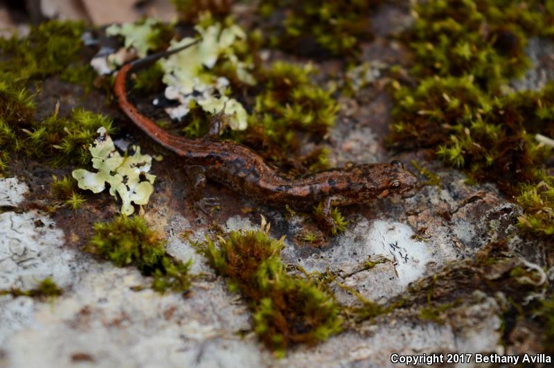 Blue Ridge Dusky Salamander (Desmognathus orestes)