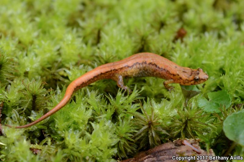 Blue Ridge Dusky Salamander (Desmognathus orestes)