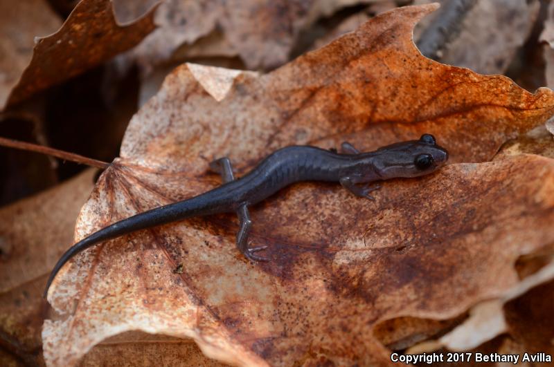 Northern Gray-cheeked Salamander (Plethodon montanus)