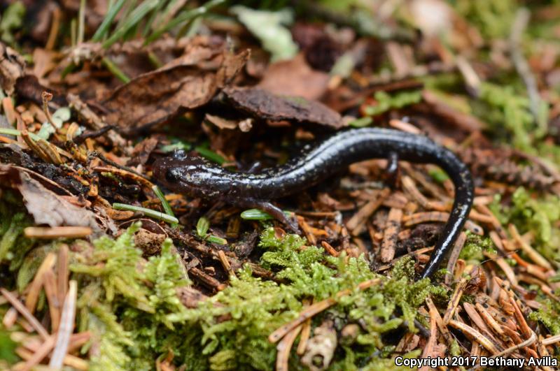 Weller's Salamander (Plethodon welleri)