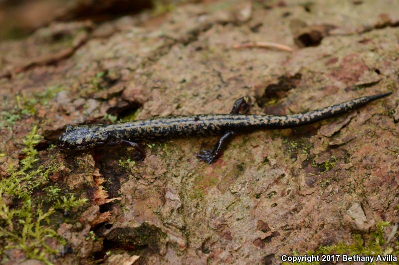 Weller's Salamander (Plethodon welleri)