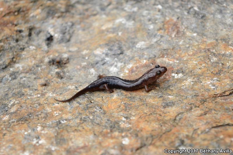 Carolina Mountain Dusky Salamander (Desmognathus carolinensis)