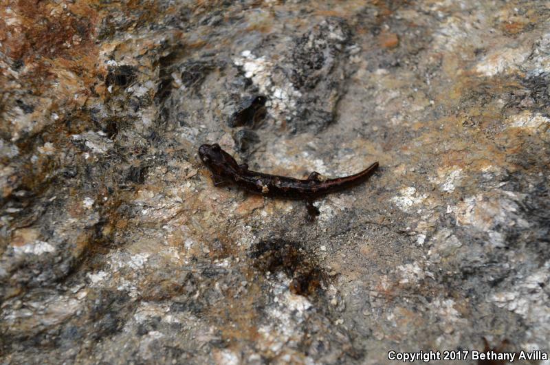 Carolina Mountain Dusky Salamander (Desmognathus carolinensis)