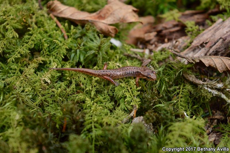 Pygmy Salamander (Desmognathus wrighti)