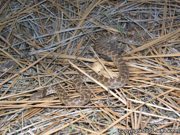 San Diego Nightsnake (Hypsiglena ochrorhyncha klauberi)