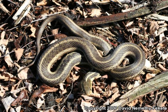 Eastern Gartersnake (Thamnophis sirtalis sirtalis)