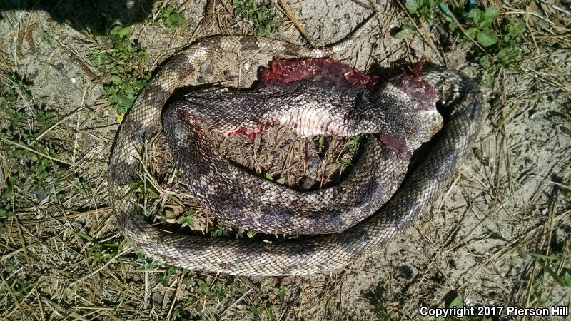 Florida Pinesnake (Pituophis melanoleucus mugitus)