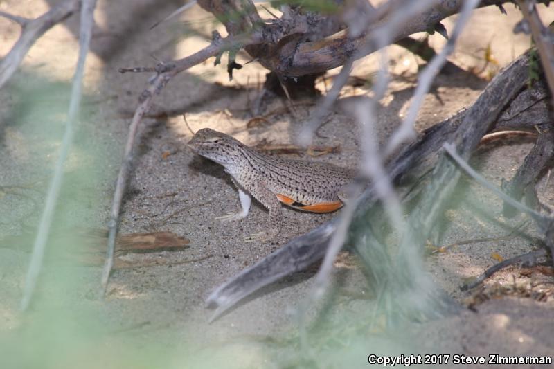 Colorado Desert Fringe-toed Lizard (Uma notata)