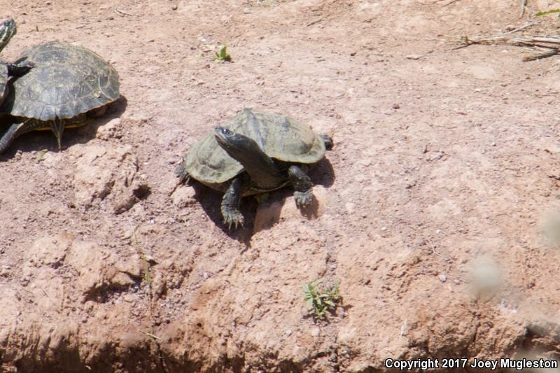 Mississippi Map Turtle (Graptemys pseudogeographica kohnii)