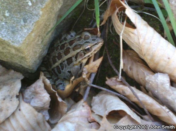 Pickerel Frog (Lithobates palustris)