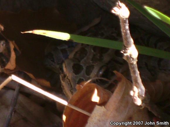 Pickerel Frog (Lithobates palustris)