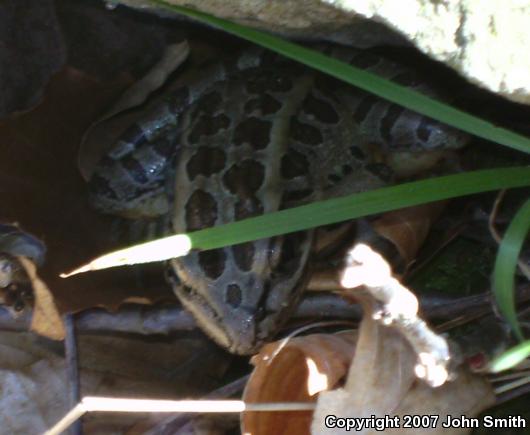 Pickerel Frog (Lithobates palustris)