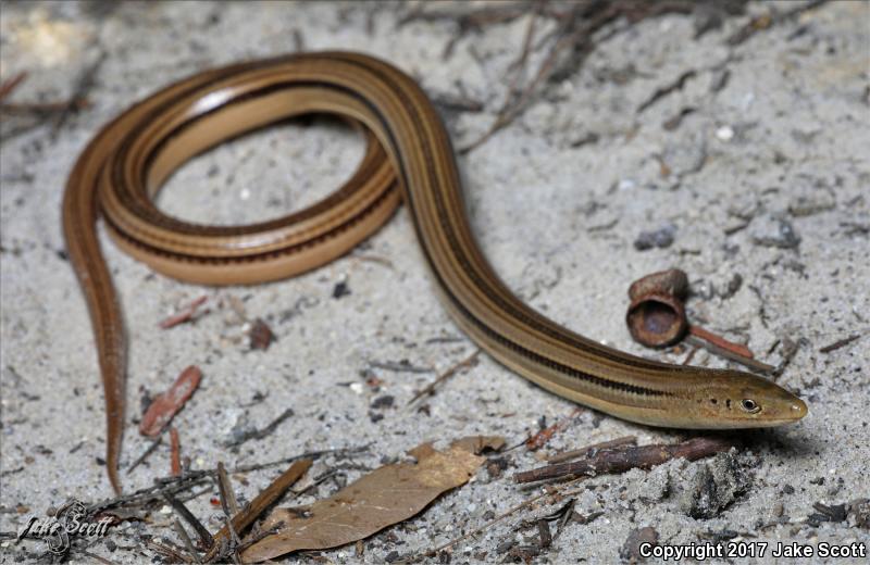 Island Glass Lizard (Ophisaurus compressus)