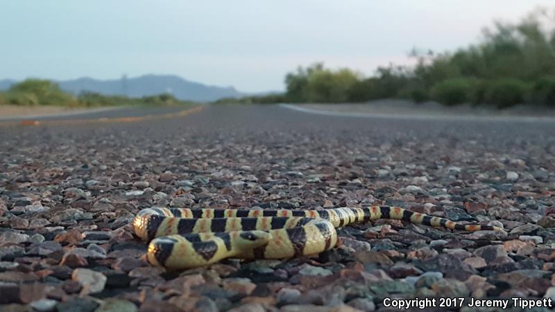 Sonoran Shovel-nosed Snake (Chionactis palarostris palarostris)
