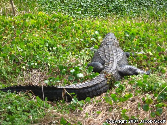 American Alligator (Alligator mississippiensis)