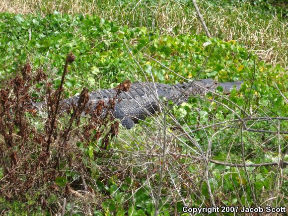 American Alligator (Alligator mississippiensis)