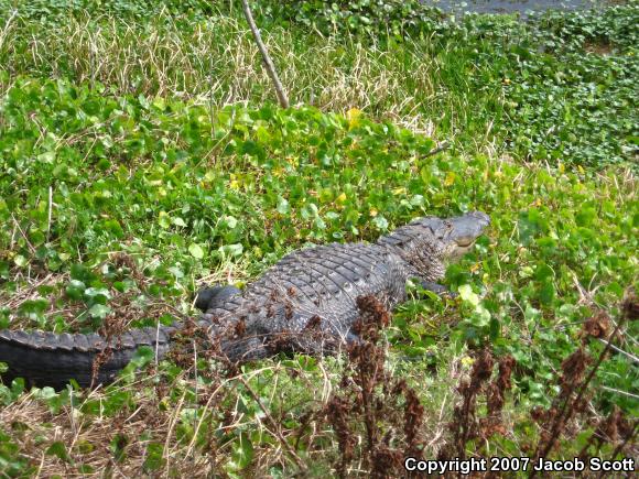 American Alligator (Alligator mississippiensis)