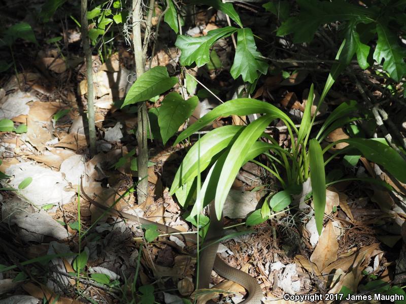 Black-masked Racer (Coluber constrictor latrunculus)