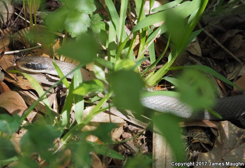 Black-masked Racer (Coluber constrictor latrunculus)