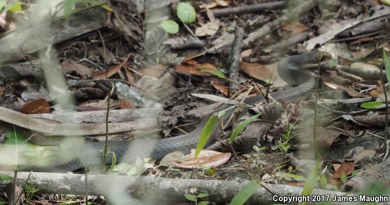 Black-masked Racer (Coluber constrictor latrunculus)