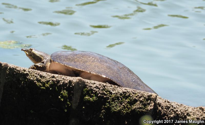 Gulf Coast Spiny Softshell (Apalone spinifera aspera)