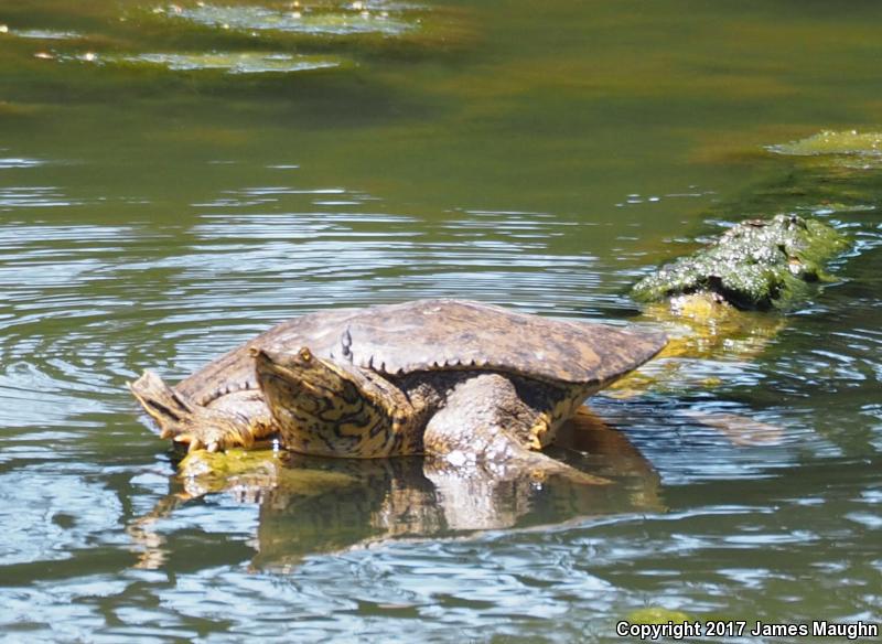 Gulf Coast Spiny Softshell (Apalone spinifera aspera)