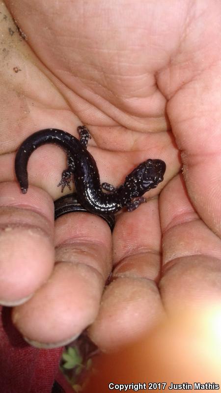 Rich Mountain Salamander (Plethodon ouachitae)