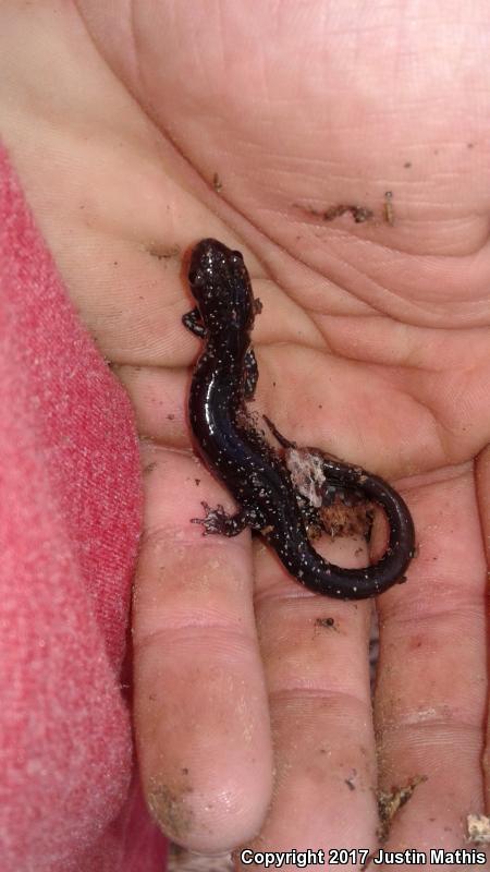 Rich Mountain Salamander (Plethodon ouachitae)