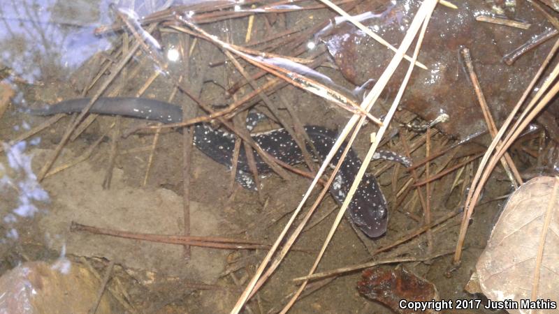 Rich Mountain Salamander (Plethodon ouachitae)