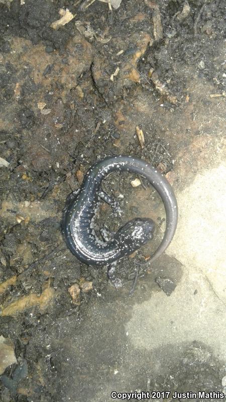 Rich Mountain Salamander (Plethodon ouachitae)