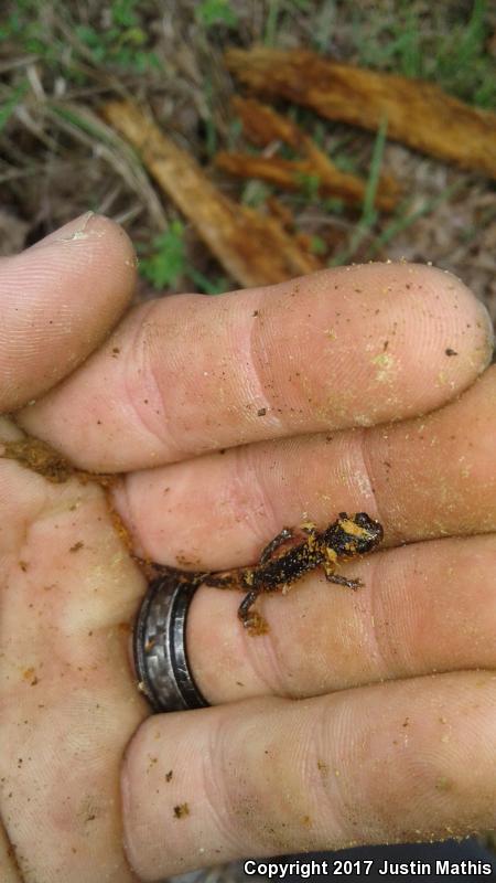 Rich Mountain Salamander (Plethodon ouachitae)