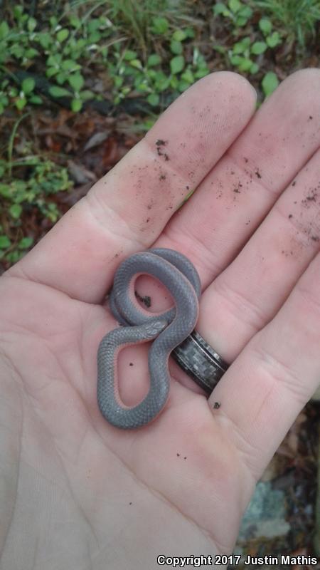 Western Wormsnake (Carphophis vermis)